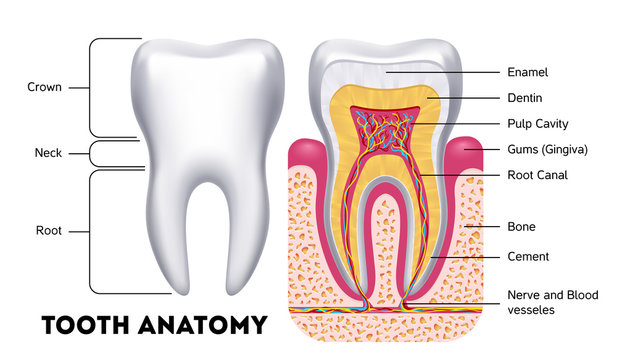 Front tooth anatomy