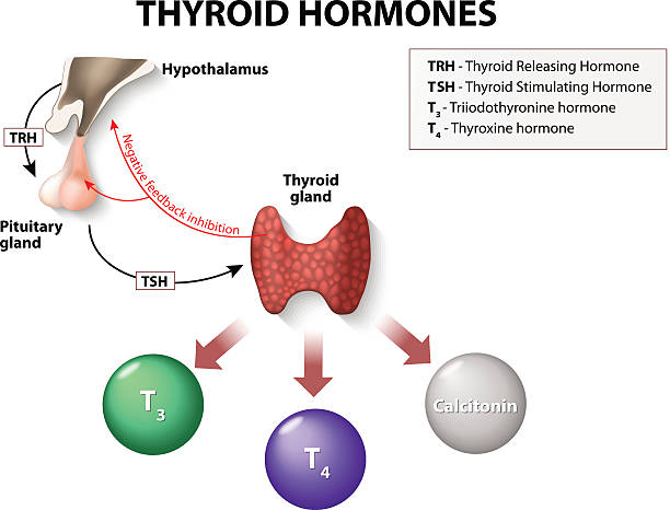 functions of thyroid in men