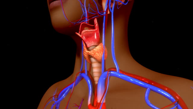 Thyroid gland impacts on heart