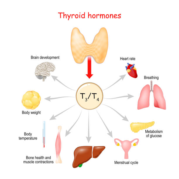 Benefits  of  a healthy thyroid
